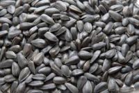 Black sunflower seeds for oil or for bird