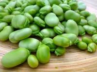 Broad Bean