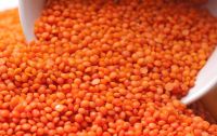 Red Lentil