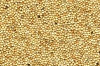 High Quality Broomcorn Millet (Glutinous Broom Corn/Proso Millet)