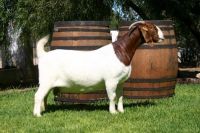 Healthy Boer Goats / Boer Goats for sale