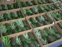High quality Fresh Pineapples for sale