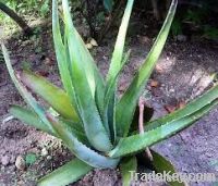 Aloe Vera Barbadensis Miller