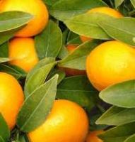 organic clementine