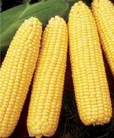 Sweet Corn