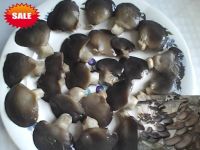 https://fr.tradekey.com/product_view/Black-Oyster-Mushroom-1614784.html