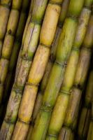 Supply sugar cane