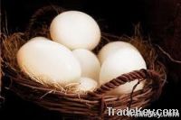 Fresh Ostrich Eggs for Hatching or for Eating