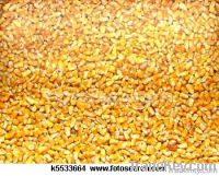 Yellow And White corn