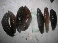 Sea Cucumber