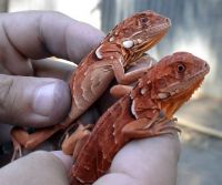 CB Baby Red Color Morph Iguanas