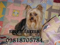 YORKSHIRE TERRIER PUPS FOR ***** PARENTS.KCI PAPERS