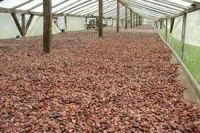 Cocoa Beans Exports world wide !!