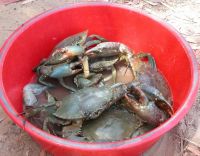 mud crabs