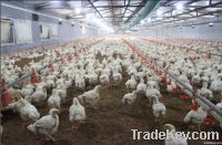 Automatic poultry farm equipment from superherdsman