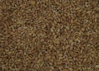 pearl barley