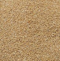 white millet