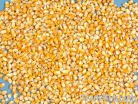 https://es.tradekey.com/product_view/Maize-Maize-Exporter-Corn-Grain-Seller-Maize-Buyer-Bulk-Maize-Grain-Importer-Corn-Bean-Buyer-Corn-Bean-Wholesaler-Corn-Grain-Manufacturer-Best-Quality-Corn-Grain-Cheap-Maize-Supplier-Low-Price-Corn-Yellow-Corn-White-Cron-Baby-Ma-4009243.html