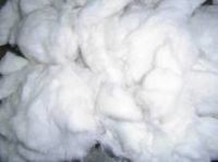 Cotton Fiber