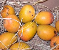 Indian Alphonso Mango