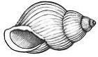shell of snail, cassava, kermelof palm tree, the shell of the palmnut.