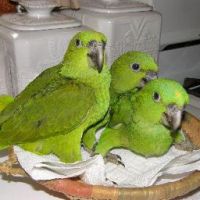 Gorgeous Hand-fed Baby Parrots For Sale