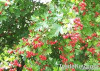 Hawthorn Extract
