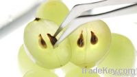 Grape Seed Extract