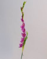 Silk Gladiolus