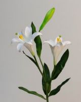 Silk  Lily