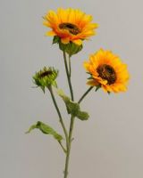Small Sunflower