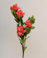 Alpine Rhododendron