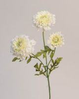 Chrysanthemum Bundle
