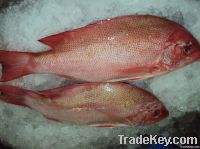 Red Snapper