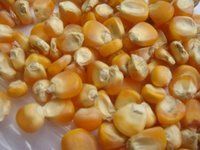 Maize | Maize Exporter | Corn Grain Seller | Maize Buyer | Bulk Maize Grain Importer | Corn bean Buyer | Corn bean Wholesaler | Corn Grain Manufacturer | Best Quality Corn Grain | Cheap Maize Supplier | Low Price Corn | Yellow Corn | White Cron | Baby Mai