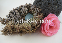 DELUXE Rose of Jericho / Selaginella lepidophylla Resurrection Plant filled with semi precious stone 