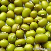 https://www.tradekey.com/product_view/Chinese-Green-Mung-Bean-1969225.html