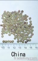 Green lentil