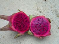 Dragon Fruits & Dragon Fruit Plants