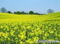 Rapeseed Oil