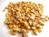 White / Yellow Corn / Maize