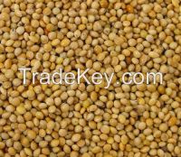 Yellow Millet