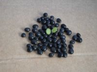 black bean with green kernel