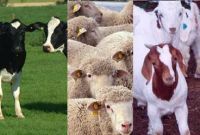 livestock(cows, goats, sheeps)