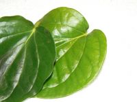 Betal nut leaf sell offer