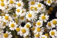 Chamomile