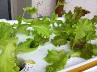 Hydroponic , Organic Vegetables Supplier