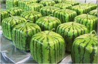 sweet watermelons