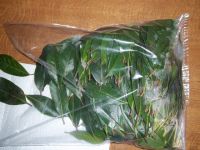 FRESH BAY LEAVES