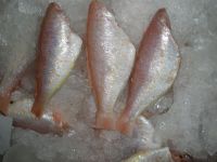 Sea Bream Pakistan